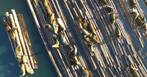 Habitat Sustainibility Research